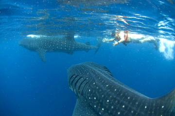10-Day Wildlife Adventure Tour from Cancun