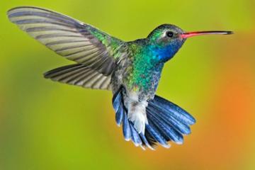 11-Day Birdwatching Tour from Cancun