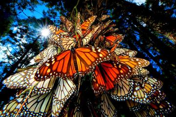 6-Night Monarch Butterfly Migration from Mexico City