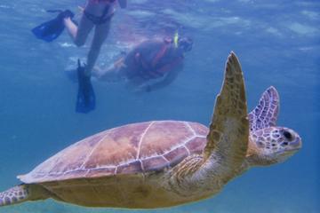 Akumal Sea Turtle Snorkeling Tour from Playa del Carmen