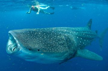 Swim with Whale Sharks in Cancun: Small-Group Snorkeling Tour
