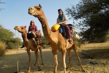 Chandigarh Private Day Trip from New Delhi Including Camel Ride
