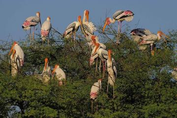 Private Day Trip to Keoladeo National Park from New Delhi