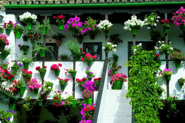 Tour and tickets: Authentic Patios of Cordoba
