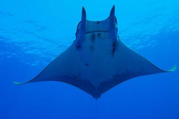 Sea Life & Whale Watching Full Day Tour