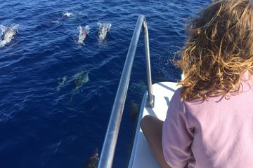 Sea Life & Whale Watching Half Day Tour