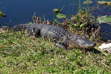 Everglades Airboat Ride and Wildlife Nature Show from Miami