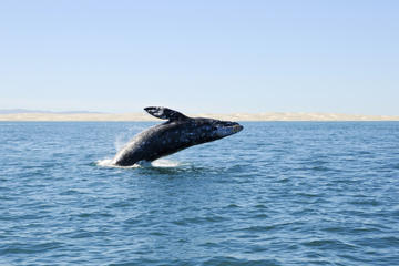 Deep-Sea Fishing or Whale-Watching Full-Day Excursion from Bilbao