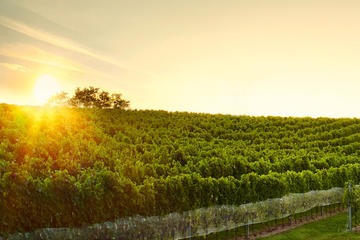 Great Wine Tour in Small Carpathian Hills