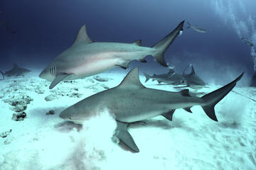 2-Tank Bull Shark Dive in Playa del Carmen