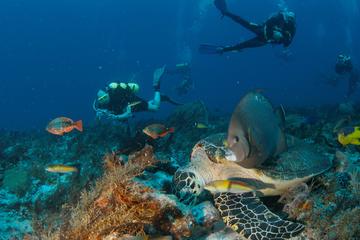 2-Tank Morning or Afternoon Dives in Playa del Carmen