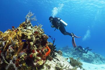 Cozumel Express 2-Tank Dives from Playa del Carmen