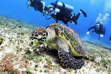 Discover Scuba Diving Course in Playa del Carmen with Two Coral Reef Dives