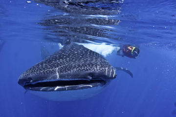 Whale Shark Swimming Adventure in Cancun