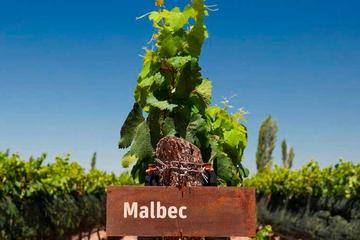 Be a WineMaker for a day in Mendoza