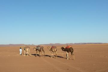 Dessert tour in 7 days from Marrakech