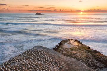 Evening Sunset Eco Tour to Muriwai Beach and Gannet Colony