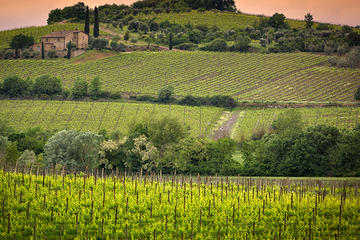 Private tour Brunello di Montalcino and Nobile di Montepulciano wine experience in Tuscany