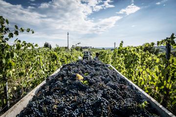 Small-Group Tour: Chianti Winery, Montefioralle, and Greve in Chianti