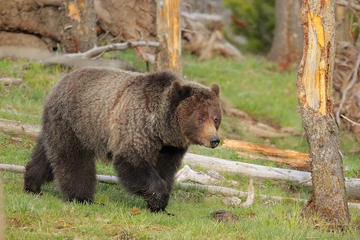 Yellowstone Custom Wildlife and Nature Tour