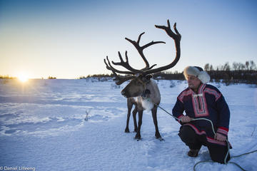 Tromso Reindeer Sledding Small-Group Experience with Lunch