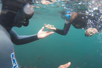 Azores Snorkeling Experience