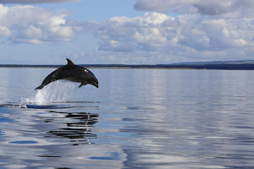 Dolphin Boat Trips On Purpose Built Passenger Vessel