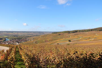 Private day tour to Champagne from Paris