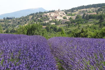 Lavender Tour Sault from Marseille