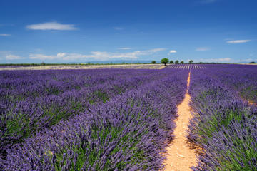 Marseille Shore Excursion: Private Aix-en-Provence and Valensole Lavender Tour