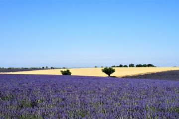Marseille Shore Excursion: Shared Lavender Tour