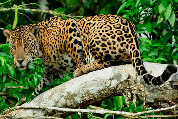 7-Day Manu National Reserve from Cusco