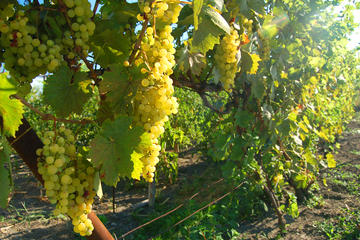 Bratislava 3-Hour Wine Tasting