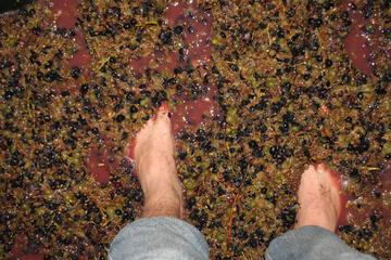 Muscatel Winery Tour and Wine Tastings from Malaga