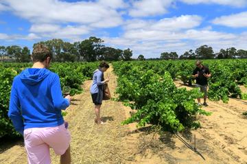 Private & Premium Barossa Valley Wine Journey
