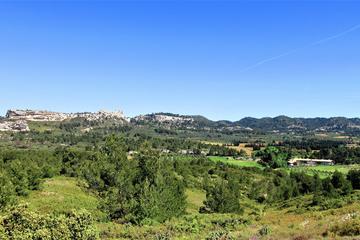 Olive and Wine in les Baux de Provence from Arles