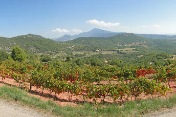 Rhone Valley Wine Tour from Avignon