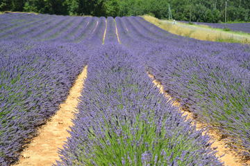 Small-Group Day Trip to Lavender Fields and Provencal Villages including Lavender Museum Visit from Arles