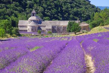 Small Group Provence and Lavender Museum Day Trip from Avignon