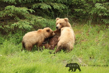 Day Trip Flightseeing Wilderness Bear Viewing Tour near Homer, Alaska 