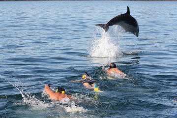 Dolphin Discovery in the Bay of Islands