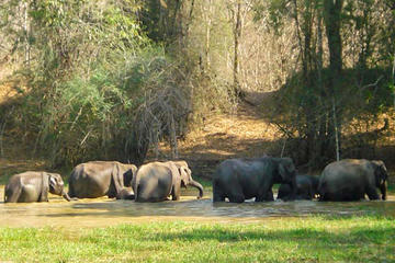Private Wildlife Safari in Wayanad