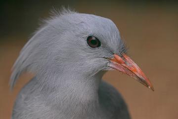 Half-Day Bird and Wildlife Watching Tour from Noumea