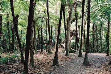 Auckland Shore Excursion: Small-Group Coast and Rainforest Tour