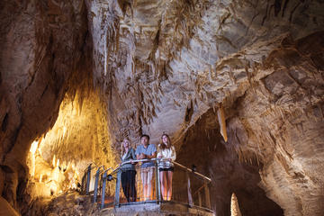 Small Group Waitomo Ruakuri Caves and Kiwi tour from Auckland