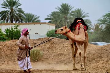 Camel Race Watching