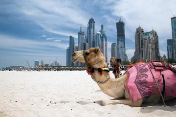 Dubai Full-Day City Tour with Lunch and Burj Khalifa