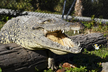 Half-Day Florida Everglades Guided Airboat Tour from Miami