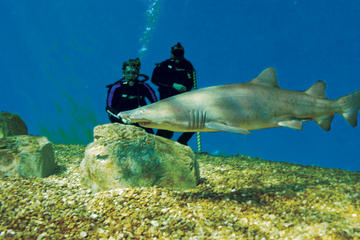 Tampa Shore Excursion: Dive with the Sharks at the Florida Aquarium