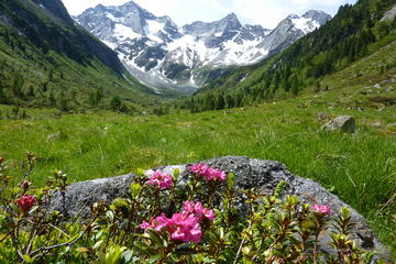Original Sound of Music Private Tour